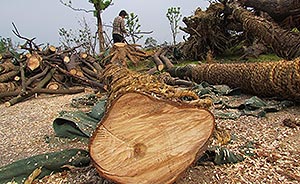 南京青奥前突击栽树大量枯死，官方称死了97棵符合国家要求