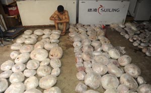 广东查获特大贩卖野生动物案，457只穿山甲惨遭扒皮剥壳