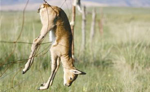 带刺围栏频频挂死高原羚羊，生态学者呼吁拆除 