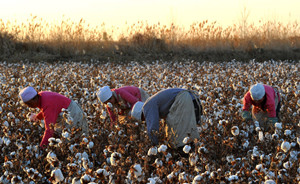 新疆取消棉花临时收储政策，百万棉农依据目标价格获补贴