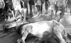 深圳野生动物园一拉客马匹猝死，事发时马车上坐着多位乘客