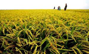 张启发：转基因水稻安全证书已续申请，结果仍不得而知 