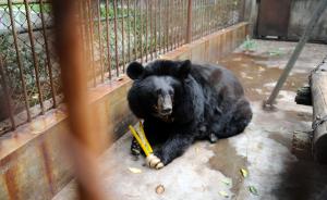 河南9岁男孩喂熊时被咬断胳膊，同一动物园曾发生类似案例