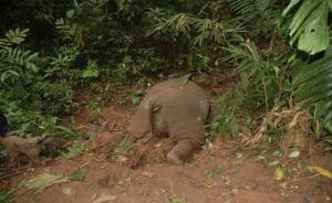 亚洲象遭砍头取牙，西双版纳警方发现军用弹头悬赏4万元追凶