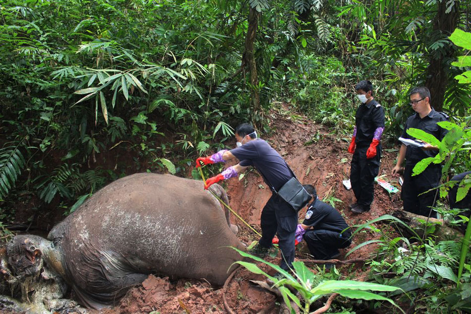 2014年10月16日勐腊县瑶区乡纳卓村曼帕寨以东的勐腊子保护区内发下一具雄性亚洲象尸体，象牙以被取走，系制式枪支所杀