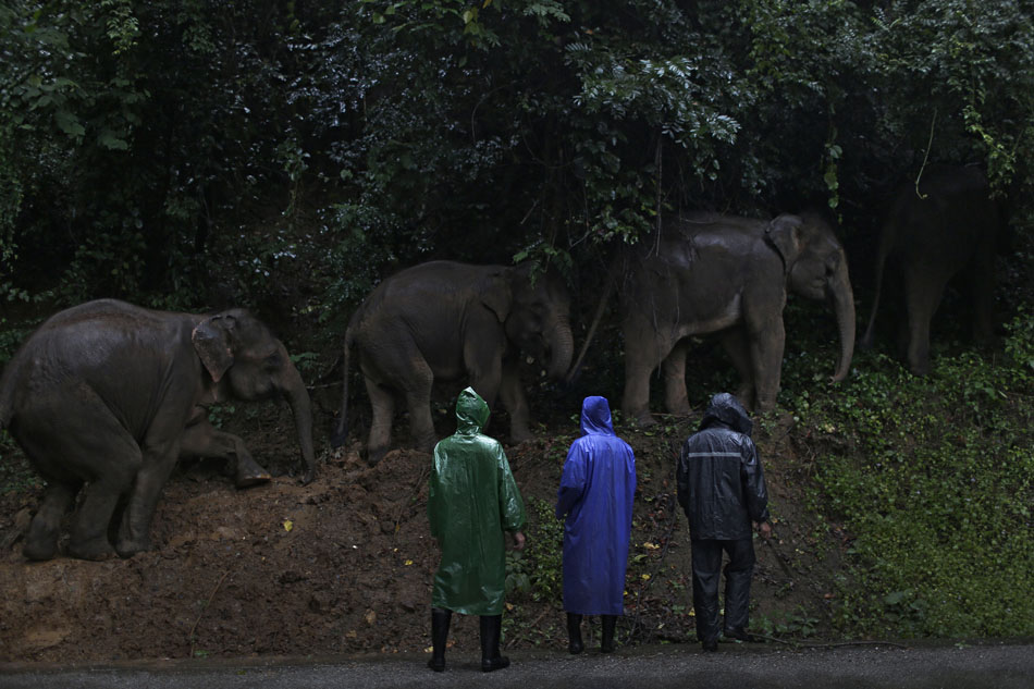 野象谷的每头大象都有固定的工作人员看守，他们会陪大象上山下山