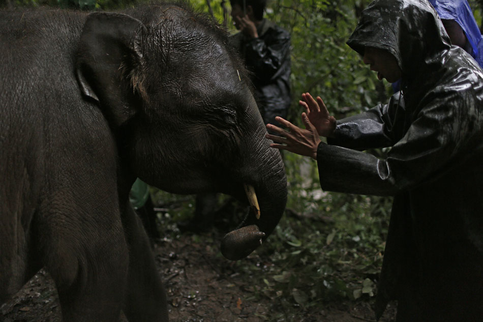 工作人员和自己照顾的大象感情很好，他们相互玩耍，他们都是经过专业的训练，他们会从动作，声音等一些细节知道大象的想法JPG