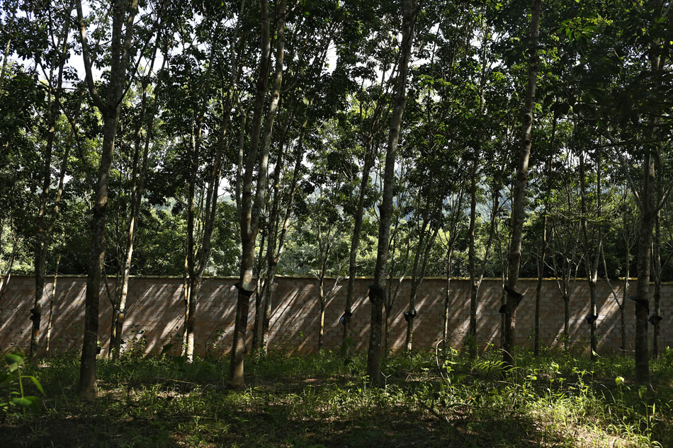 森林的大量砍伐，大象的生存空间逐渐减小，每到农作物成熟季都会有大象前来觅食.它们会穿越大片橡胶林，当地种植橡胶的老板为了防止大象的侵袭他们会修筑高高的院墙。JPG