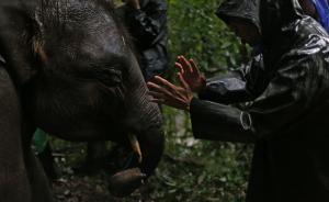 直击|西双版纳又一野象惨遭猎杀，中国亚洲象仅剩250余头