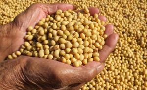 大豆产业的溃败敲响了保卫中国食物主权的警钟