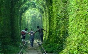 直击|摄影“圣地”又少一处，南京或砍光“爱情隧道”两边树