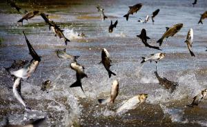 “亚洲鲤鱼”泛滥或致生态灾难，美邀千岛湖渔业专家赴美治鱼