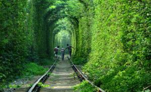 南京“爱情隧道”存安全隐患，争议声中“砍树计划”被取消