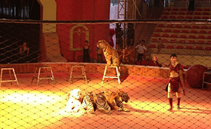 重庆一女孩被马戏团老虎咬死，官方称马戏团有无资质正在调查