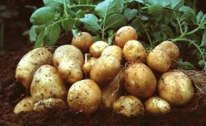 美国批准种植一种转基因土豆，擦伤表皮变黑几率减少40％