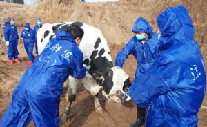 现代牧业私售病牛已被捕杀深埋，公告称配合政府部门进行调查