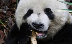 陕西首次观察到野生大熊猫啃羚牛腿骨，专家分析或为补钙 