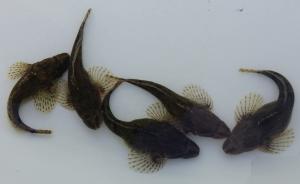 英国女王1980年代没吃到的四鳃鲈：年产量已达三万余尾 