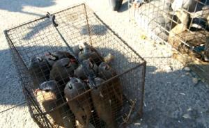 暗访|东北多地兜售红隼大雁保护鸟类，当街拧下麻雀头喂猛禽