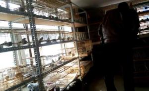 东北贩卖保护鸟类续：黑龙江吉林展开暗访和大检查