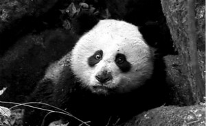 受伤野生大熊猫“平平”抢救无效死亡，其全身已无脂肪