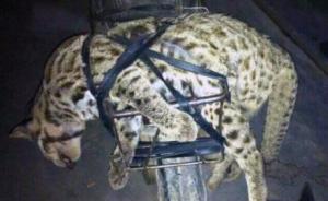 广西通报网传“猎杀豹猫”图片调查结果：“豹猫”实为家猫