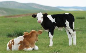 国内奶牛配种退化，中国快把澳洲的种牛买光了