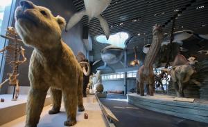 大恐龙又回来啦！提前探营上海自然博物馆新馆