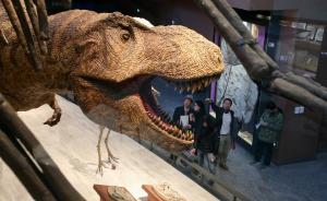 再现“恐龙盛世”，上海自然博物馆新馆预计明年正式开馆