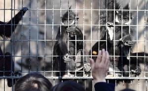 贵州河南连破非法收购黑叶猴金丝猴案，幕后买家竟是动物园