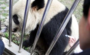 陕西一大熊猫感染“毁灭性传染病”死亡， 另有三只正在救治