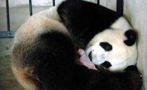 陕西4只大熊猫确诊感染犬瘟热，1只死亡2只病情危重