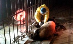 陕西大熊猫染犬瘟热已致2只死亡，此前无治愈成功经验