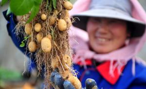中国制定土豆主粮化战略推进原则：不与小麦水稻玉米抢水争地