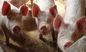 江苏一工商局科员被指向辖区企业高价强卖自家猪肉，官方在查