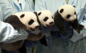 2014年野生动植物保护十大事件：普京虎大熊猫三胞胎入选