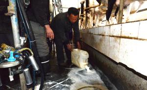 河南官员还原“牛奶浇地”：奶农激动，为配合记者拍照才倒奶