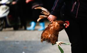 12岁学生感染H7N9死亡，厦门市长建议市民不要采购活禽
