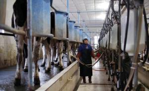河南新乡回应生鲜乳滞销：当地企业已取消收购限量