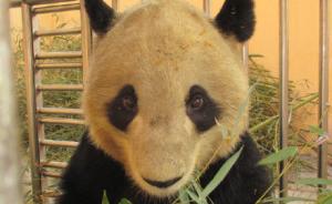 犬瘟热致陕西第三只大熊猫死亡，仍有一只深度昏迷