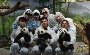 犬瘟热高发游客禁接触，林业局调查“韩国艺人与大熊猫合影”