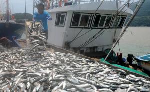 浙江确定18种主要鱼类最小可捕规格，幼鱼比例超标须回放