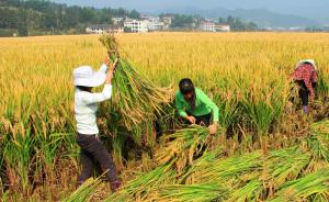 院士评出2014年中国十大科技进展，超级稻亩产千公斤入选