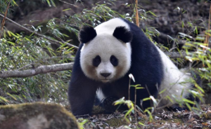 修路致大熊猫部分种群灭绝，专家吁立法保护野生动物栖息地
