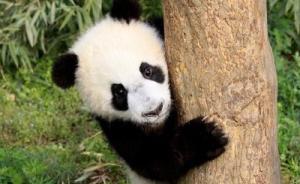 陕西第四只大熊猫患犬瘟病死亡，研究中心存隐患