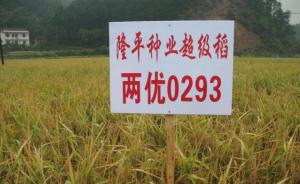 安徽万亩超级稻减产绝收，农民质疑“隆平高科”虚假宣传