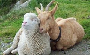 十二生肖中的羊是山羊还是绵羊？