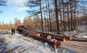 国家林业局局长：2016年底部署全面停止天然林商业采伐
