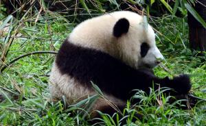 大熊猫“家底”普查细节揭秘：千里找粪便，检测DNA