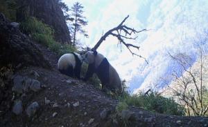 中国第四次大熊猫普查：野生大熊猫1864只，四川占七成